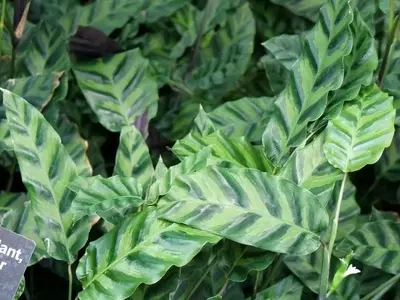 Calathea Louisae: Guía Esencial para su Cuidado y Cultivo