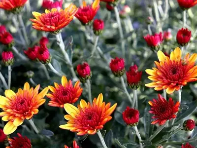 Guía Definitiva para el Cultivo de Crisantemos en Interiores