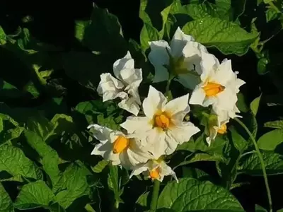 ¿Revolución en el Campo? El Debate entre Tubérculos-Semilla y Semillas Botánicas de Papa
