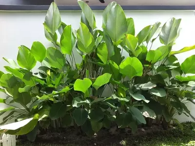 Calathea Lutea: Un Tesoro Tropical de Versatilidad y Belleza