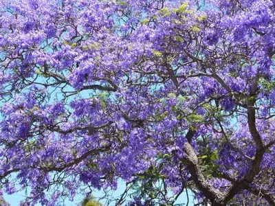 Jacarandá con Hojas Amarillas: Diagnóstico y Soluciones Efectivas
