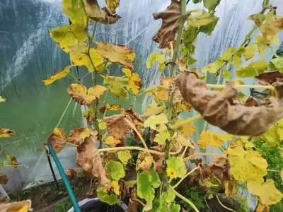 Descifrando la Salud Vegetal: Guía Esencial para Identificar Enfermedades y Deficiencias en tus Cultivos