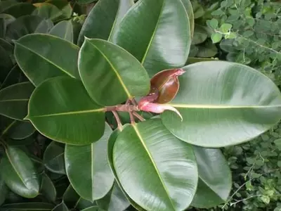 Mantenimiento Óptimo del Ficus de Hoja Grande: Prevención y Tratamiento de Afecciones