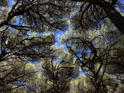 Un Viaje Fascinante a Través de Pinos y Abetos: Especies, Distinciones y Claves de Cultivo