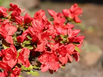 Guía Completa para el Cuidado de la Azalea: Prevención y Solución a la Caída de Hojas