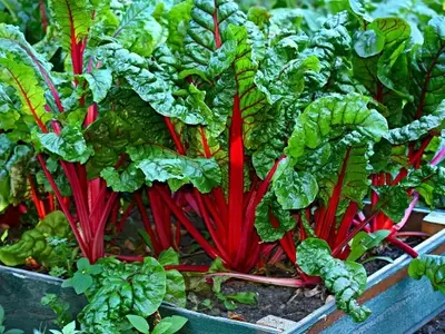 La Cal Viva en la Horticultura: Usos y Beneficios para un Cultivo Saludable