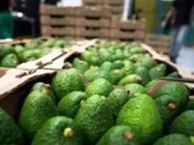 El Aguacate en España: Expansión, Desafíos e Innovaciones en su Cultivo