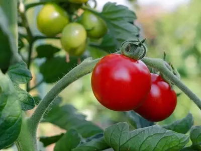 Potenciando Cosechas: El Secreto Lácteo para Tomates Vibrantes y Resistentes