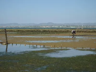 Zostera Noltii: El Pilar Esencial de los Ecosistemas Costeros