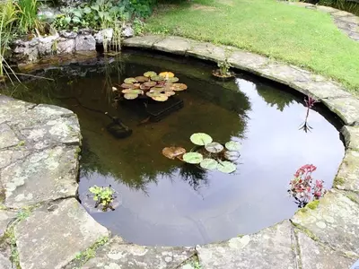 Construyendo un Oasis para Tortugas: Guía Detallada para Estanques en el Jardín