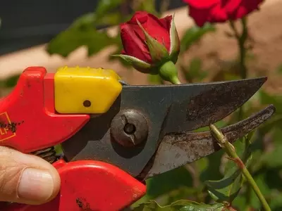 El Arte de Podar Rosales Antiguos: Guía Completa para un Jardín Vibrante