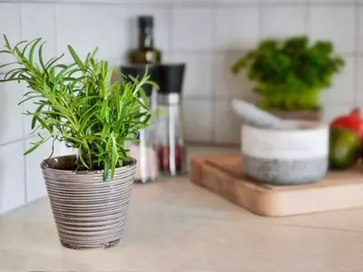 Cultivo de Romero en Maceta: Guía Esencial para un Jardín Aromático en Casa