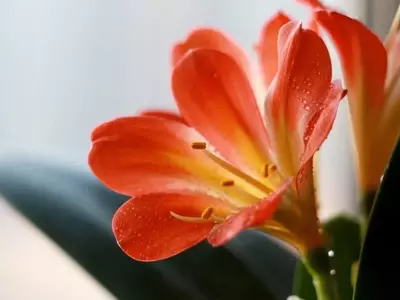 Domina el Arte de Cortar y Preservar la Espléndida Flor de Clivia