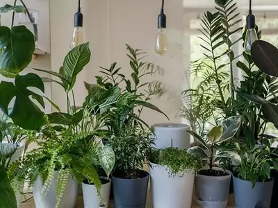 Plantas para Combatir la Humedad y Mejorar el Aire en el Hogar