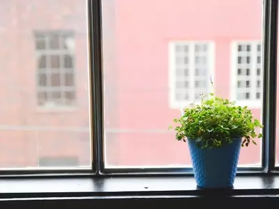 Armonía Verde: Meditación y Plantas para un Bienestar Integral
