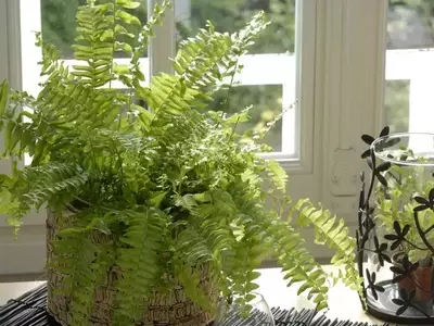 Los Helechos: Aliados Perfectos para un Hogar Fresco y Decorado en Verano