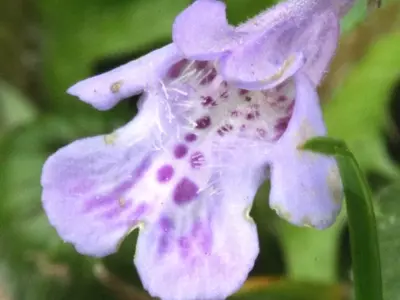 Glechoma hederacea: Usos, características y cultivo de la hiedra terrestre