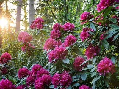 Guía Completa para el Cuidado y Cultivo del Rododendro