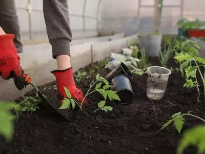 Cultivo de Invierno: Guía Esencial para tu Invernadero