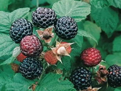 La Zarzamora Negra: Una Superfruta con Virtudes Inesperadas