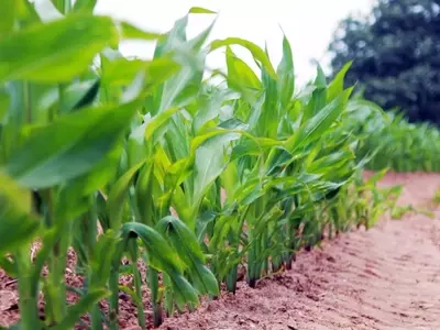 Maximiza Tu Cosecha: Guía Esencial de Fertilización Pre y Post-Siembra