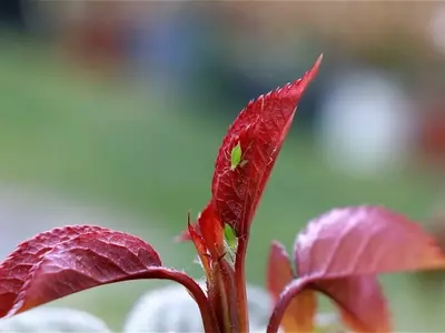 Secretos para Proteger tus Plantas de Plagas: Guía Definitiva