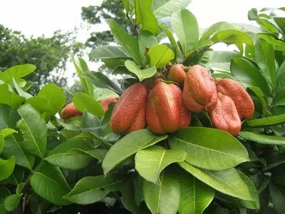 Ackee: La Exótica Fruta con Historia, Sabor y Precaución