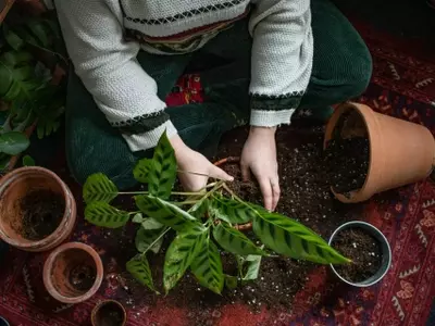Guía Experta para el Trasplante Exitoso de Plantas de Gran Tamaño