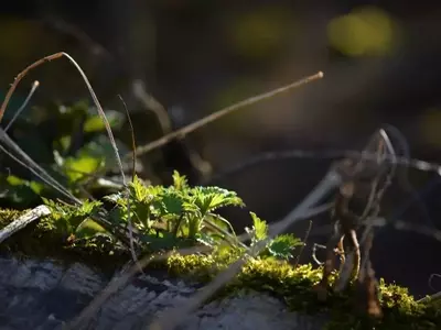 Vinagre: La Solución Ecológica y Eficaz contra las Malas Hierbas