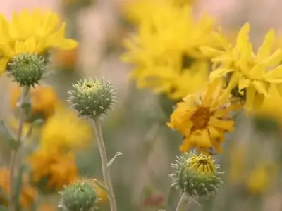 Grindelia: La Fascinante Planta con Poderes Curativos Ancestrales y Modernos