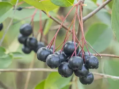 Aronia Negra: Una Baya Versátil con Múltiples Propiedades
