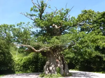 Guardianes Milenarios: La Protección Indispensable de los Pinos Longevos en Ecosistemas Forestales
