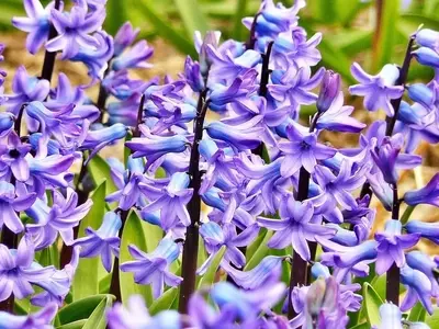 Guía Completa para el Cultivo de Jacinto Acuático: Secretos para una Floración Espectacular