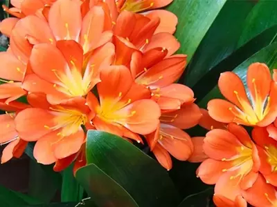 Clivia Nobilis: Una Guía Completa para su Cultivo Espléndido y Floración Vibrante