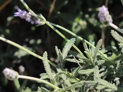 Lavandula Dentata: El Secreto de un Jardín Aromático y Resiliente