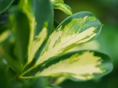 Schefflera ‘Gold Capella’: Guía Completa de Cuidados para esta Exuberante Planta de Interior
