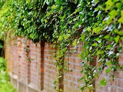 Conflictos Vecinales por Plantas Invasoras: Soluciones y Derechos