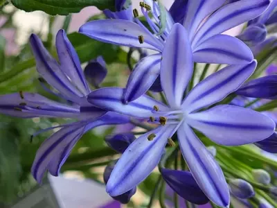 Agapanthus: Una Joya Floral para su Jardín