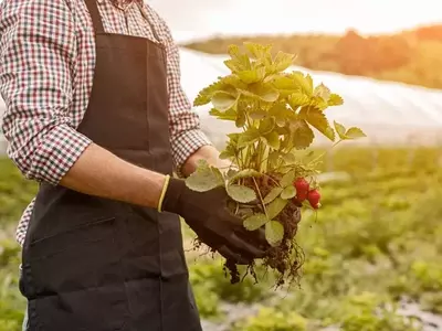 ResiYou: Innovación Digital para la Gestión Sostenible de Residuos Agrícolas