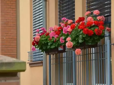 Consejos Esenciales para Regar Plantas en Balcones y Evitar Disputas Vecinales