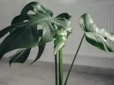Hojas enrolladas en tu Monstera: causas y soluciones
