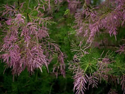 El Tamarix Tetrandra: Un Arbusto Resistente y Versátil para su Jardín