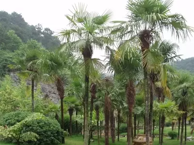 La Palmera Trachycarpus Fortunei: Un Oasis de Resistencia para Cualquier Clima