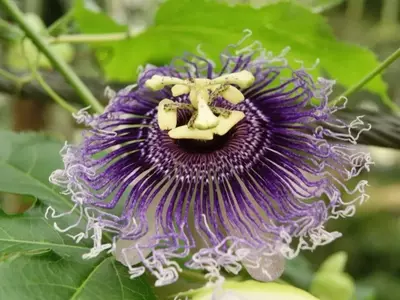 Guía Definitiva para el Cultivo y Mantenimiento de la Passiflora Incarnata