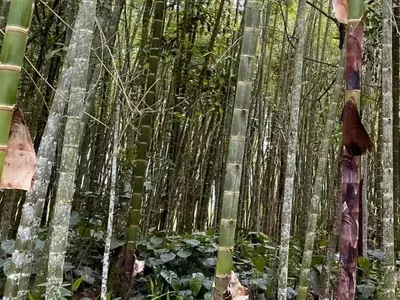 Guadua: El Gigante Verde de los Andes y sus Múltiples Aplicaciones