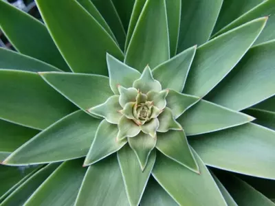 Plantas de Interior de Gran Tamaño para Embellecer tu Hogar