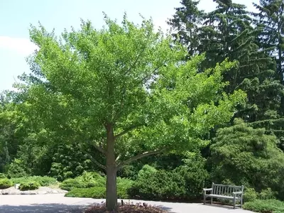 El Enigmático Ginkgo Biloba: Un Tesoro Botánico Ancestral y sus Cuidados Esenciales