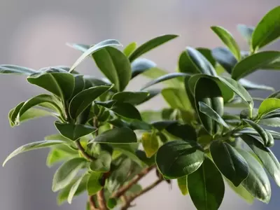 Guía Completa para el Cuidado del Ficus Moclame