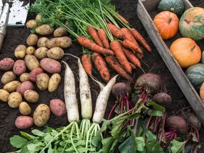 Cultivo de Vegetales en Casa: Una Guía Completa para un Huerto Urbano Próspero