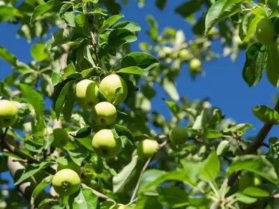 El Arte Esencial de la Poda de Manzanos para una Cosecha Abundante y Árboles Saludables